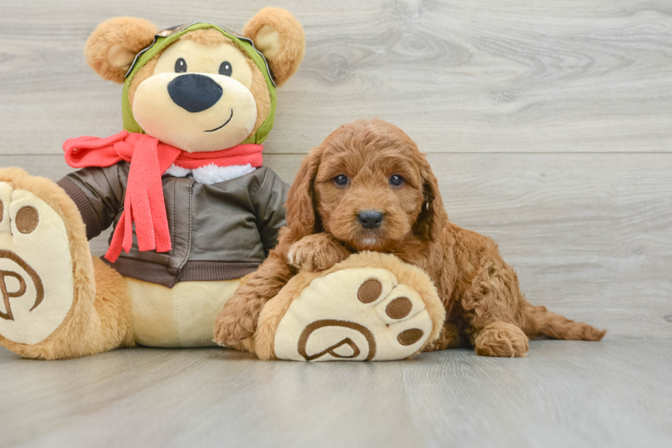 Mini Goldendoodle Pup Being Cute