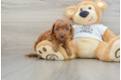 Best Mini Goldendoodle Baby