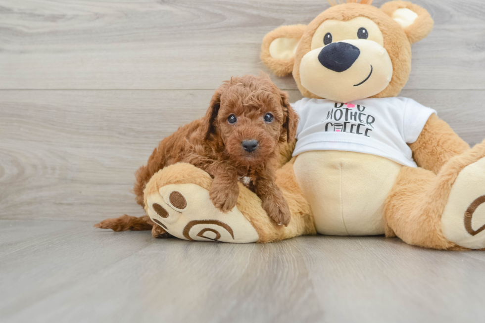 Best Mini Goldendoodle Baby