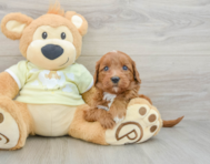 8 week old Mini Goldendoodle Puppy For Sale - Florida Fur Babies