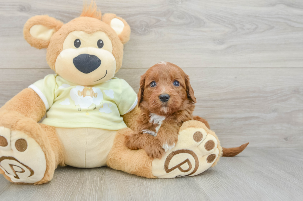 7 week old Mini Goldendoodle Puppy For Sale - Florida Fur Babies
