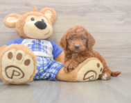 6 week old Mini Goldendoodle Puppy For Sale - Florida Fur Babies