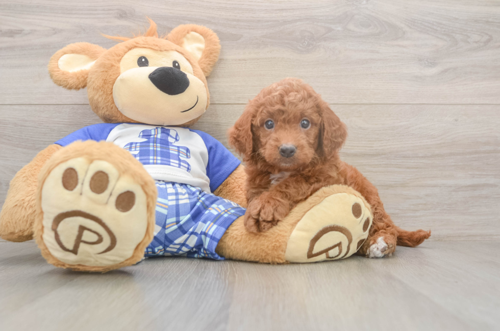 6 week old Mini Goldendoodle Puppy For Sale - Florida Fur Babies