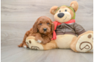 Petite Mini Goldendoodle Poodle Mix Pup