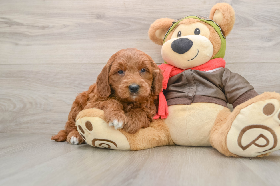 Petite Mini Goldendoodle Poodle Mix Pup