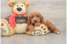 Mini Goldendoodle Pup Being Cute