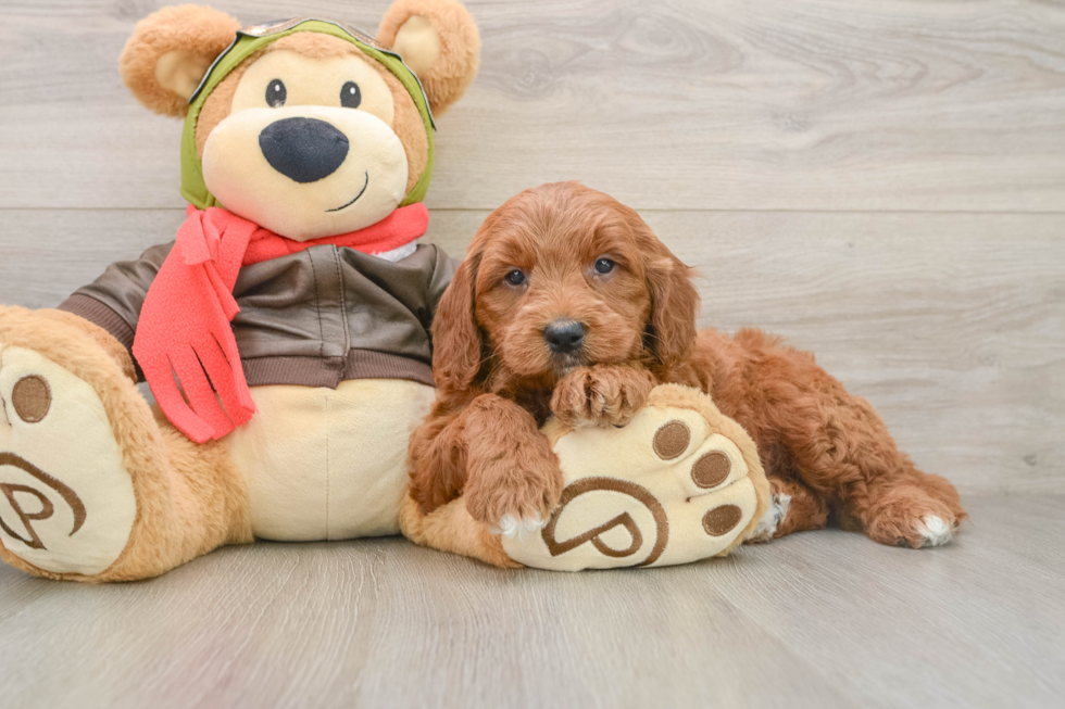 Mini Goldendoodle Pup Being Cute