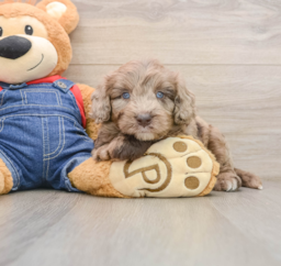 7 week old Mini Goldendoodle Puppy For Sale - Florida Fur Babies
