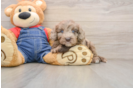 Best Mini Goldendoodle Baby