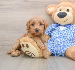 7 week old Mini Goldendoodle Puppy For Sale - Florida Fur Babies