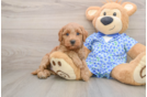 Mini Goldendoodle Pup Being Cute