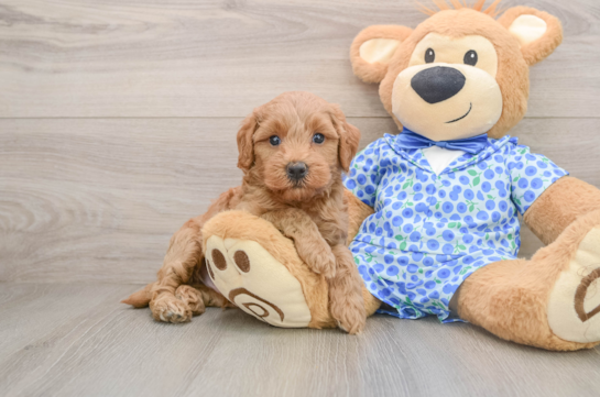 Mini Goldendoodle Pup Being Cute