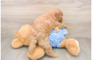 Mini Goldendoodle Puppy for Adoption