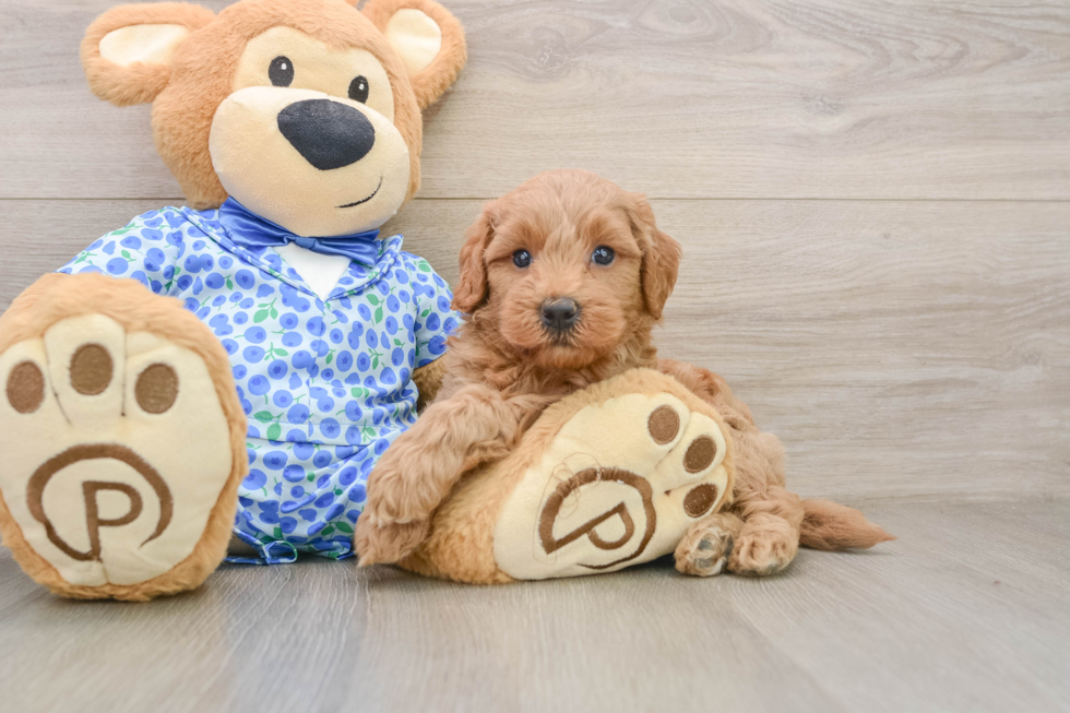 Best Mini Goldendoodle Baby