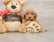 7 week old Mini Goldendoodle Puppy For Sale - Florida Fur Babies
