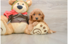 Playful Mini Groodle Poodle Mix Puppy
