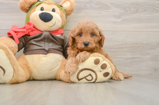 Playful Mini Groodle Poodle Mix Puppy