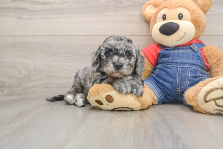 Cute Mini Goldendoodle Baby