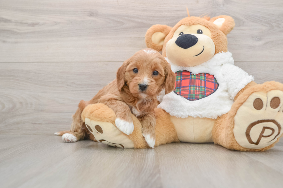 Adorable Golden Retriever Poodle Mix Poodle Mix Puppy
