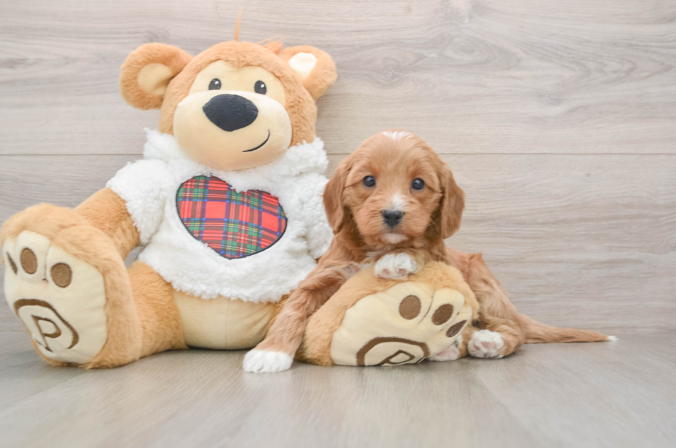 5 week old Mini Goldendoodle Puppy For Sale - Florida Fur Babies