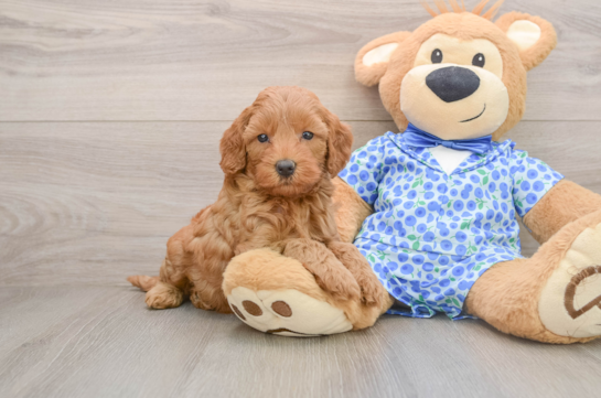 Friendly Mini Goldendoodle Baby