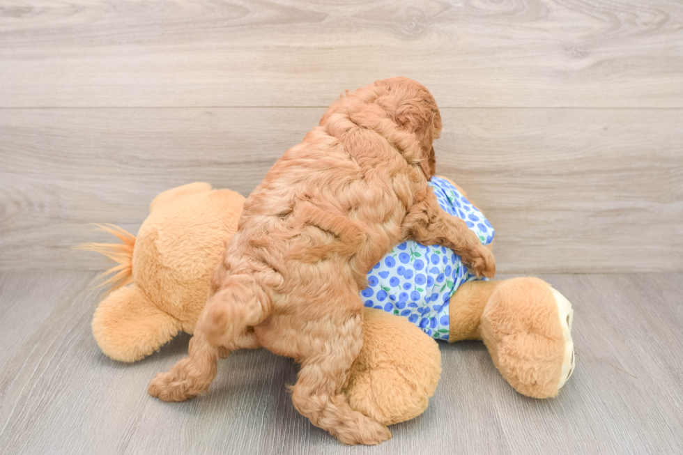 Petite Mini Goldendoodle Poodle Mix Pup