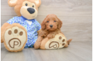 Mini Goldendoodle Pup Being Cute