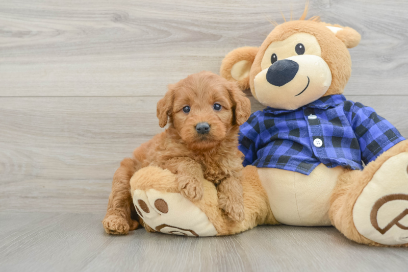 Meet Eli - our Mini Goldendoodle Puppy Photo 1/3 - Florida Fur Babies