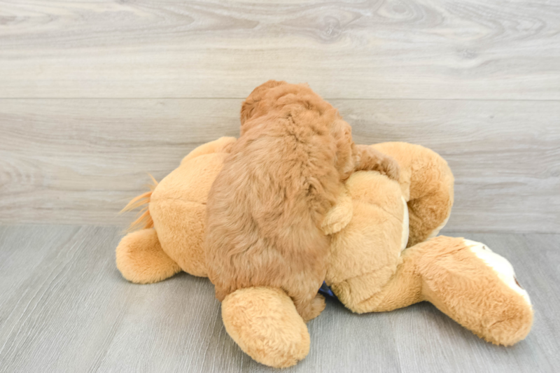 Meet Eli - our Mini Goldendoodle Puppy Photo 2/3 - Florida Fur Babies