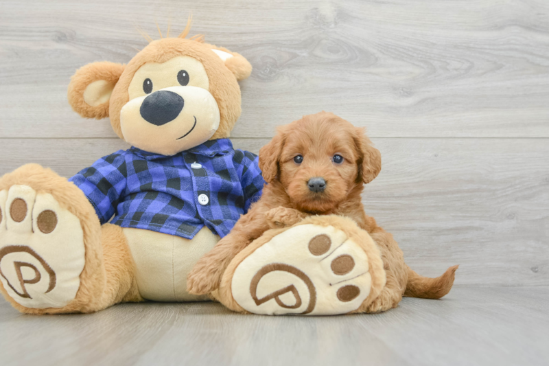 Meet Eli - our Mini Goldendoodle Puppy Photo 3/3 - Florida Fur Babies