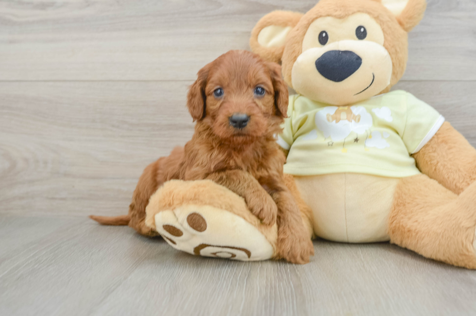 7 week old Mini Goldendoodle Puppy For Sale - Florida Fur Babies