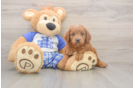 Mini Goldendoodle Puppy for Adoption