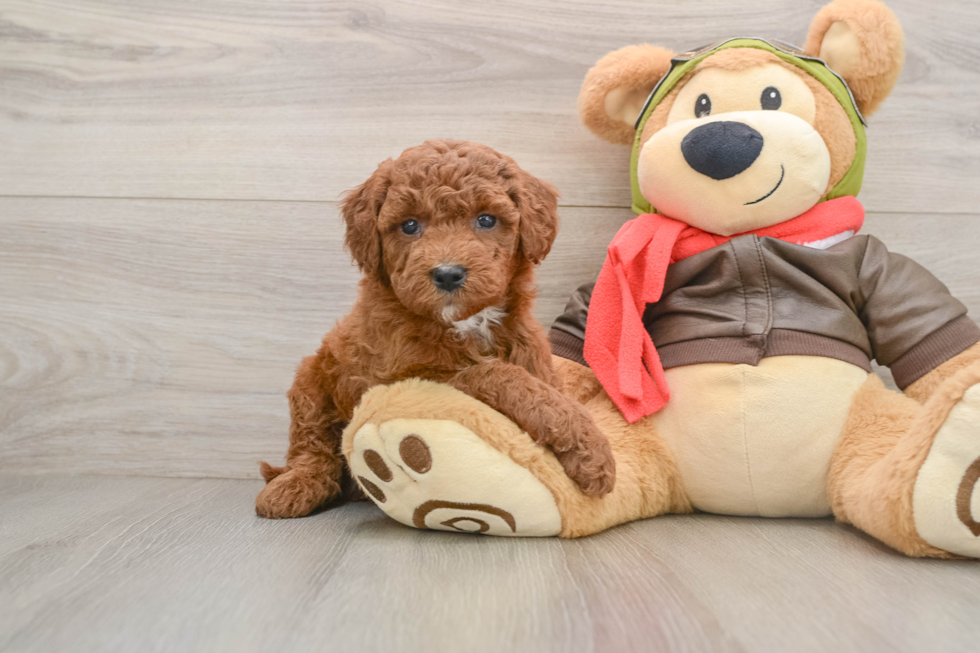 Sweet Mini Goldendoodle Baby