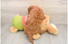 Happy Mini Goldendoodle Baby