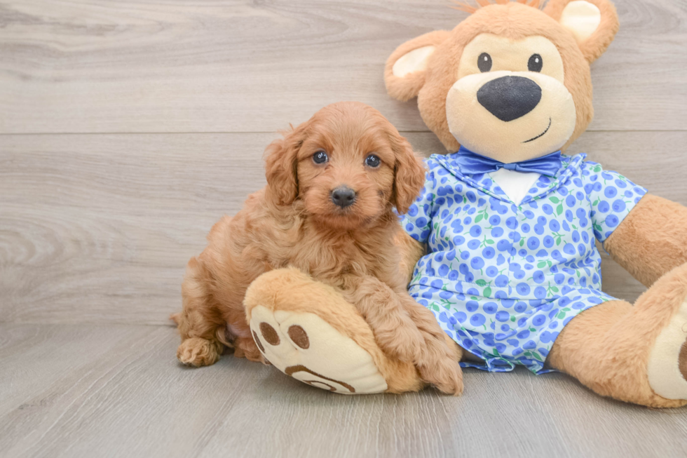 Mini Goldendoodle Pup Being Cute