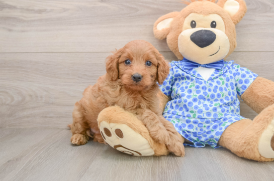 Mini Goldendoodle Pup Being Cute