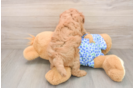 Playful Mini Groodle Poodle Mix Puppy