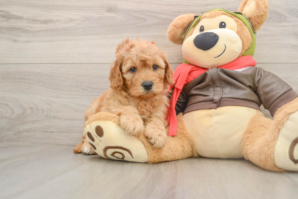 Small Mini Goldendoodle Baby