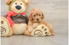 Energetic Golden Doodle Poodle Mix Puppy