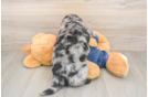 Small Mini Goldendoodle Baby