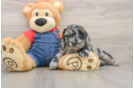 Mini Goldendoodle Puppy for Adoption