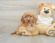 8 week old Mini Goldendoodle Puppy For Sale - Florida Fur Babies