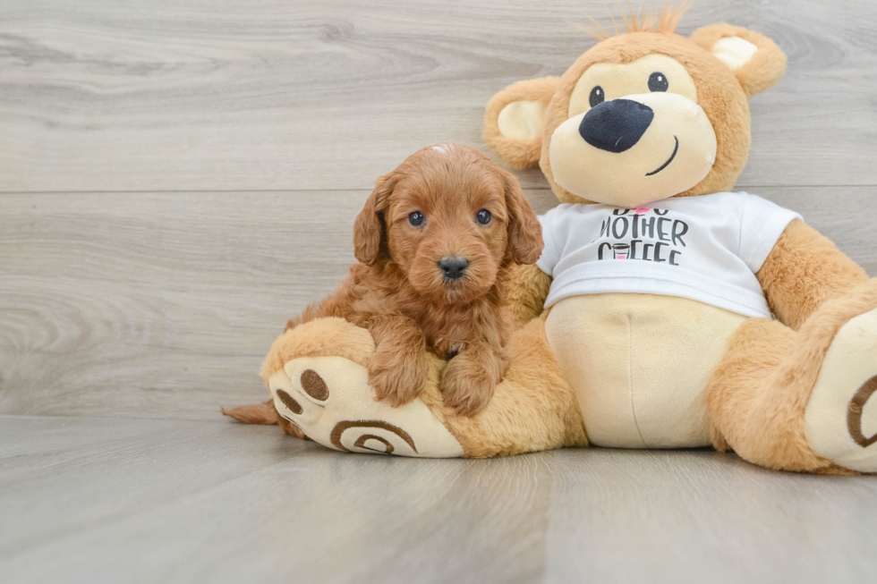 Best Mini Goldendoodle Baby