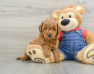 7 week old Mini Goldendoodle Puppy For Sale - Florida Fur Babies