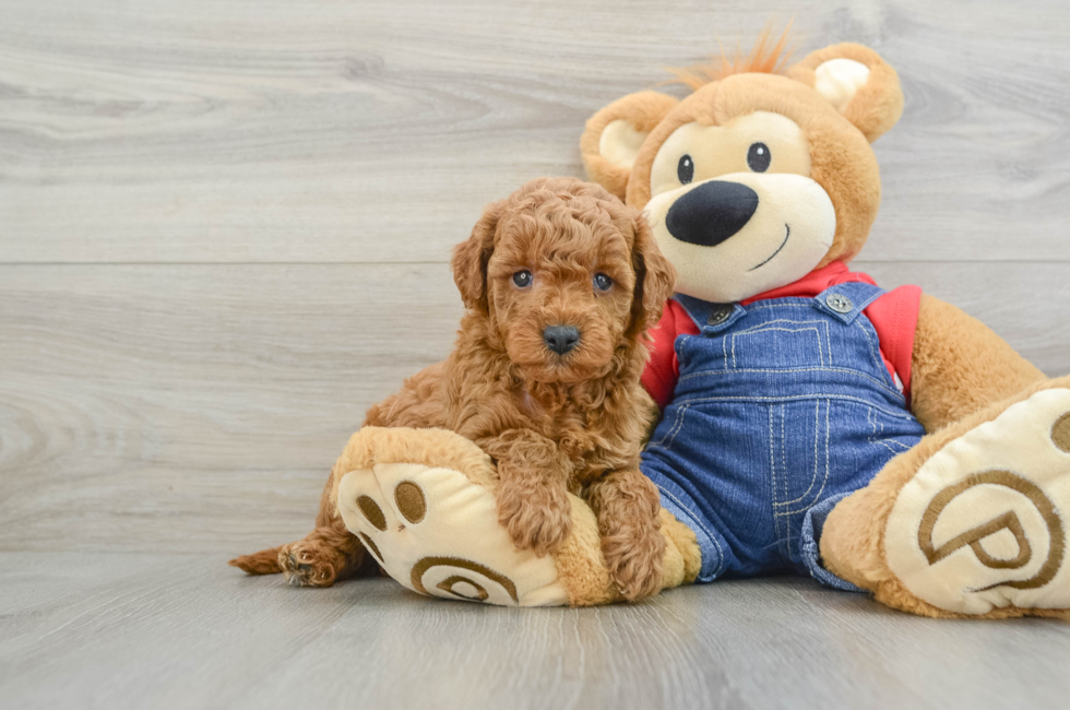 7 week old Mini Goldendoodle Puppy For Sale - Florida Fur Babies