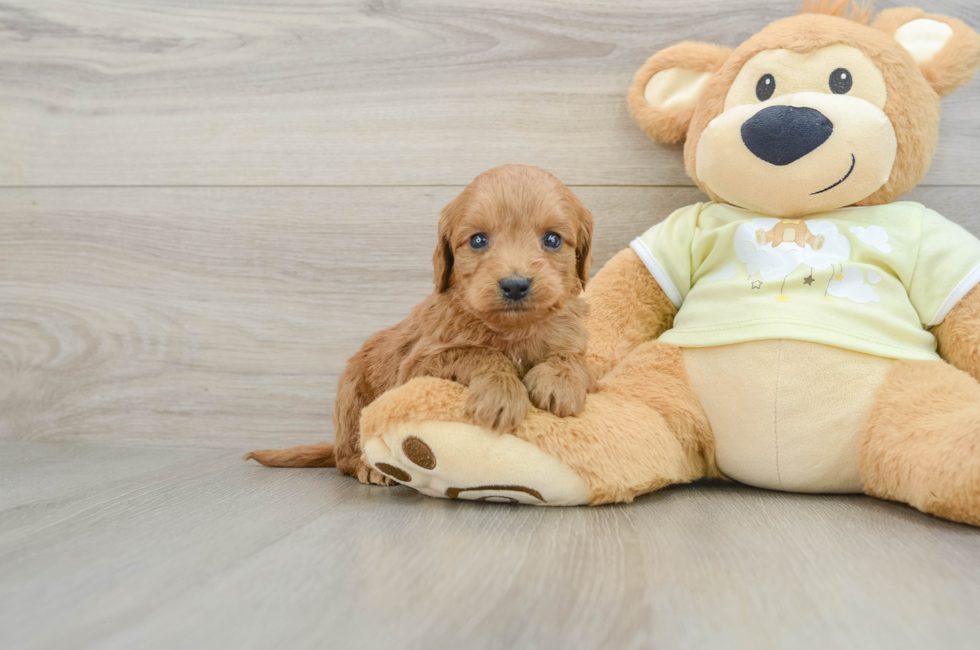 7 week old Mini Goldendoodle Puppy For Sale - Florida Fur Babies