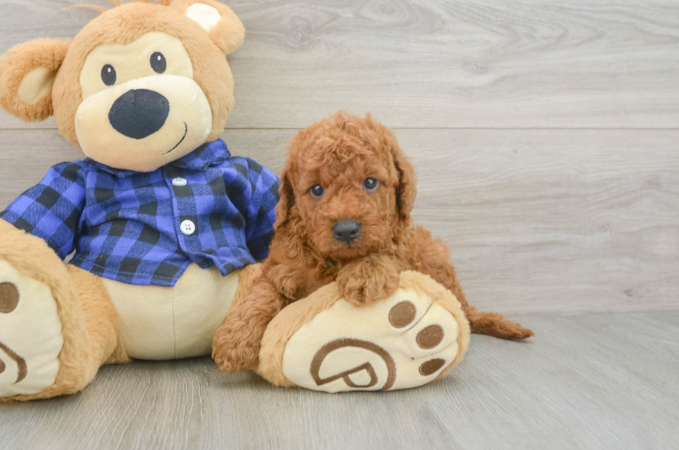 5 week old Mini Goldendoodle Puppy For Sale - Florida Fur Babies