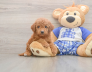 6 week old Mini Goldendoodle Puppy For Sale - Florida Fur Babies