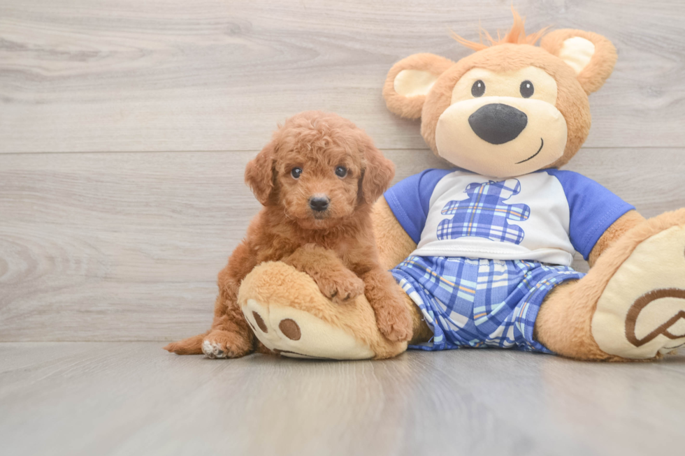 Meet Elon - our Mini Goldendoodle Puppy Photo  1/3 - Florida Fur Babies Mini Goldendoodle Puppy for Adoption