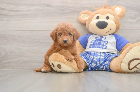 Mini Goldendoodle Puppy for Adoption